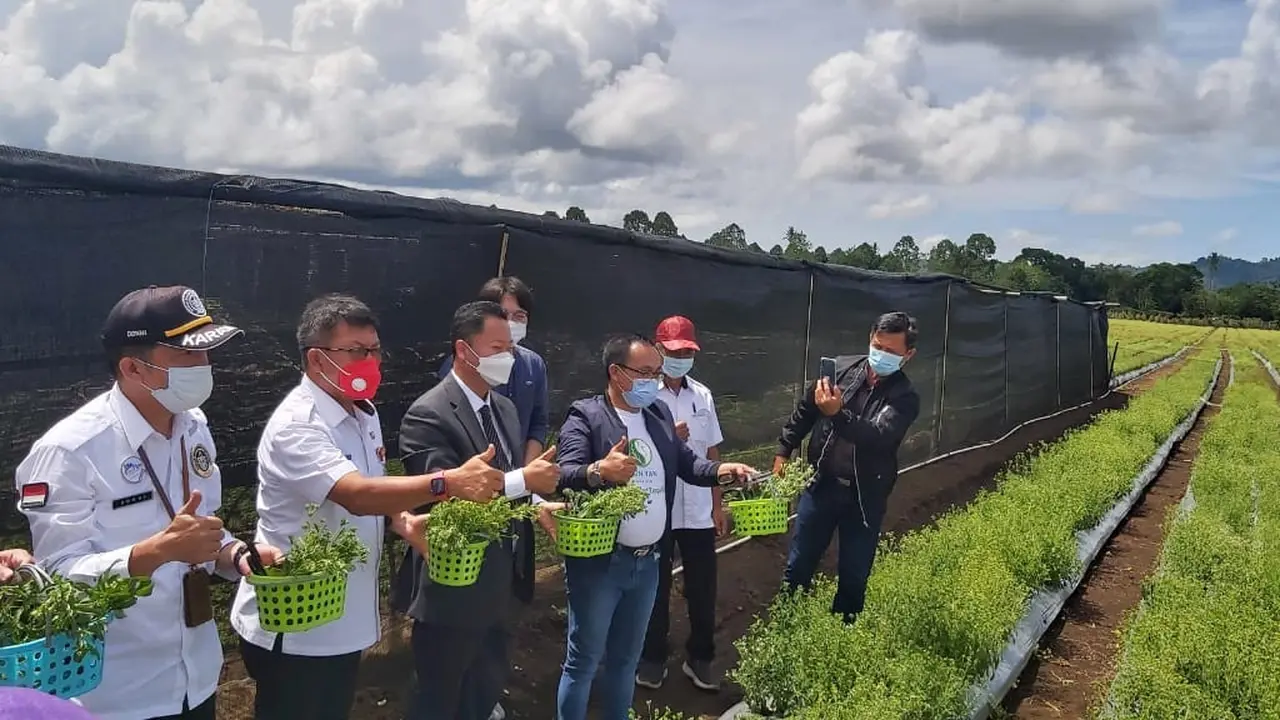 Launching pengembangan stevia pertama di Kabupaten Minahasa, Sulawesi Utara yang