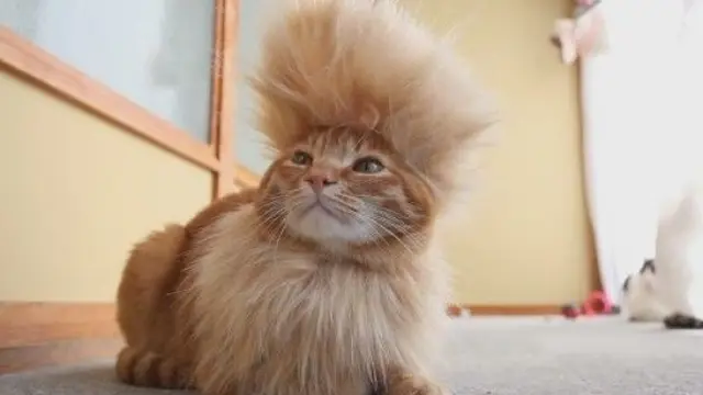 Tak Kalah Trendi, Ini 6 Gaya Rambut Kucing yang Bikin Ngakak