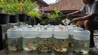 Perbandingan Budidaya Ikan Cupang, Molly, Manfish, dan Lele: Mana yang Lebih Menguntungkan?