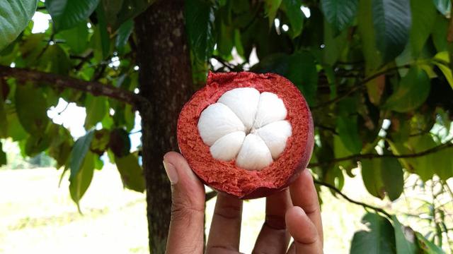 Harga Dibandrol Murah Saat Penen Raya, Pembudidaya Manggis di Purwakarta Gigit Jari