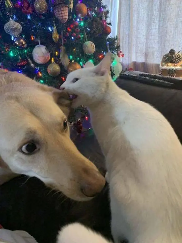 7 Potret Lucu Kucing saat Berkelahi dengan Anjing Ini Kocak