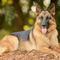 German Shepherd have become one of the most sought-after dog breeds. Here are 5 interesting facts you might not know. (Photo: Steve Smith on Unsplash)