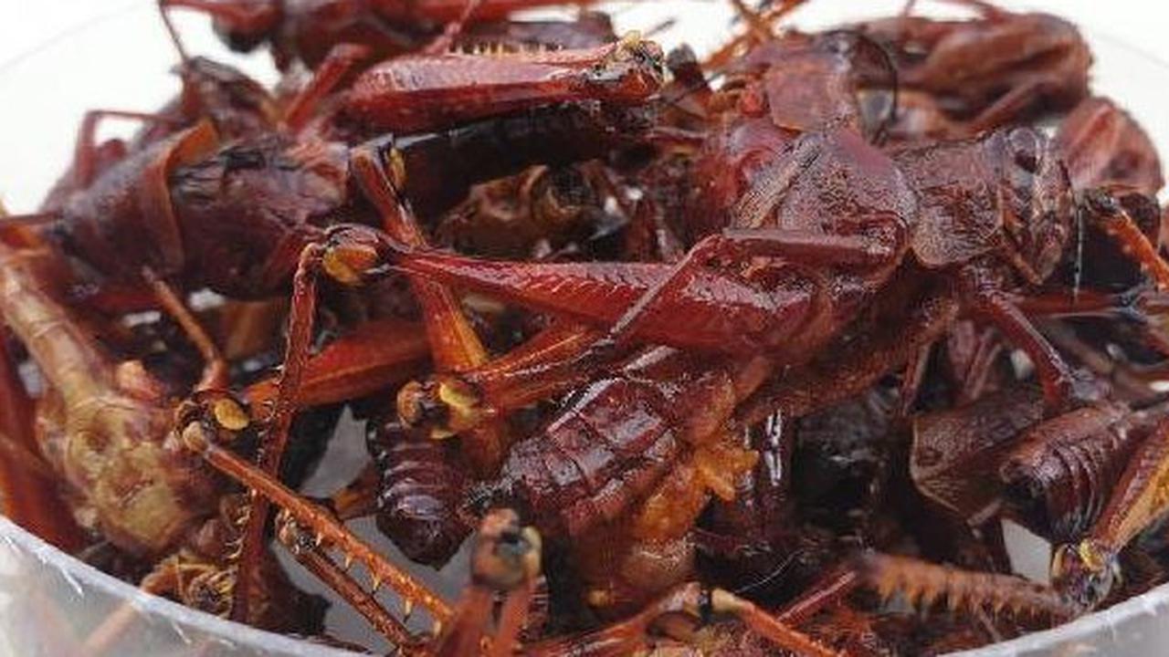 Bakal Jadi Menu Alternatif Makan Bergizi Gratis, Apa Hukum Memakan Belalang? Ini Fatwa MUI