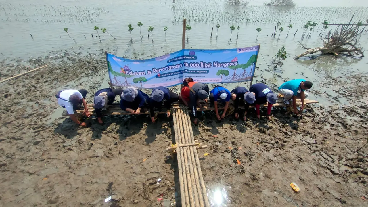 Paragon melakukan penanaman Mangrove di daerah Mauk, Kabupaten Tangerang