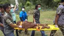 Orang Utan dibius di pusat konservasi Kao Pratubchang, Thailand, Kamis (27/8/2015). Petugas Konservasi akan melakukan pemeriksaan terhadap Orang Utan asli Indonesia yang disita dari taman hiburan di Phuket sejak 2008. (REUTERS/Athit Perawongmetha)