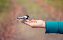 10 Kesalahan Merawat Burung Hias yang Sering Dilakukan Pemula, Jangan Dianggap Sepele