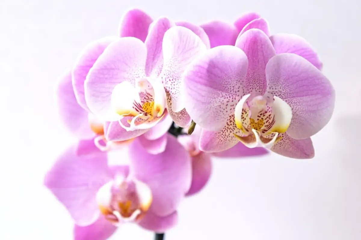Anggrek Selop dan Anggrek Papua Paphiopedilum