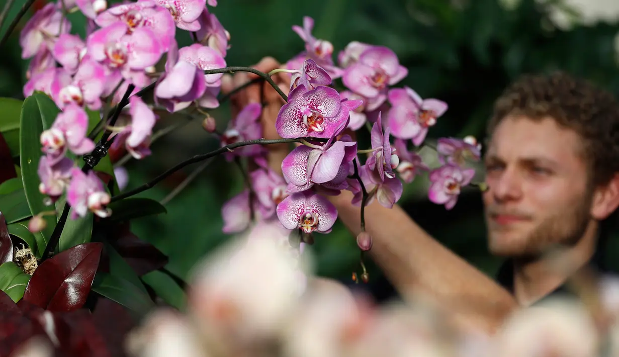 Tom Forshaw, seorang magang Hortikultura, menata tanaman anggrek selama pratinjau pers festival anggrek di Kew Gardens, London, Kamis (7/2). Festival yang memamerkan keanekaragaman hayati itu dibuka untuk umum mulai 9 Februari 2019. (AP/Alastair Grant)