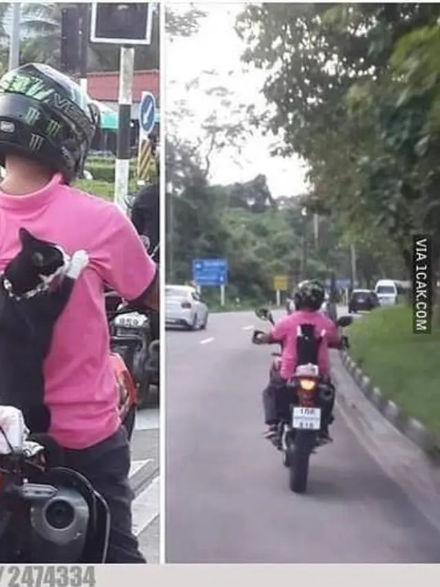 6 Potret Kucing Naik Motor Ini Bikin Geleng Kepala