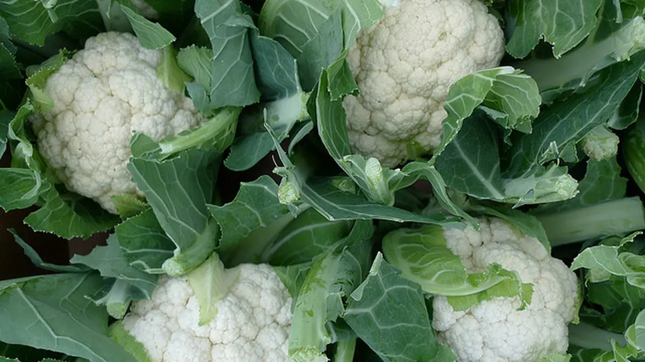 Kembang Kol, Sayur Murah Penjaga Imun Tubuh