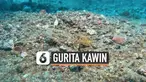 vertical gurita kawin