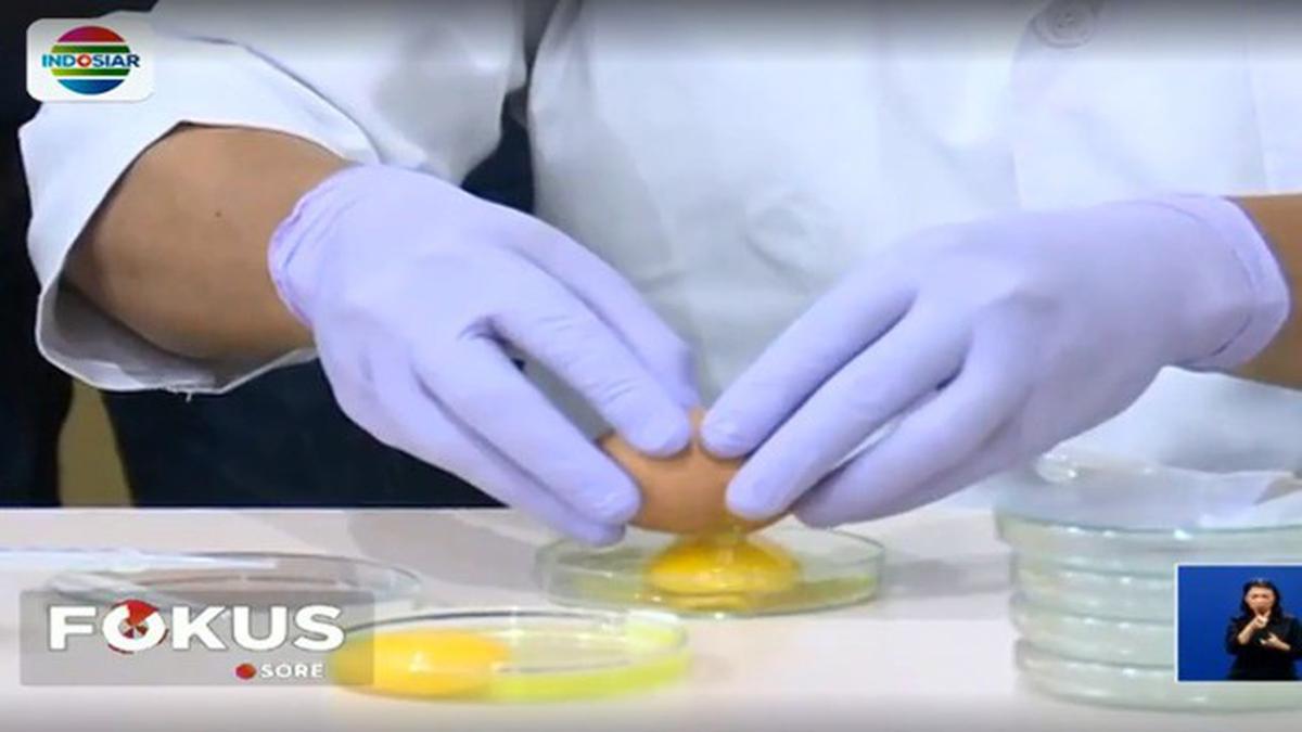 Hasil Uji Lab, Telur Ayam Diduga Palsu Ternyata Asli