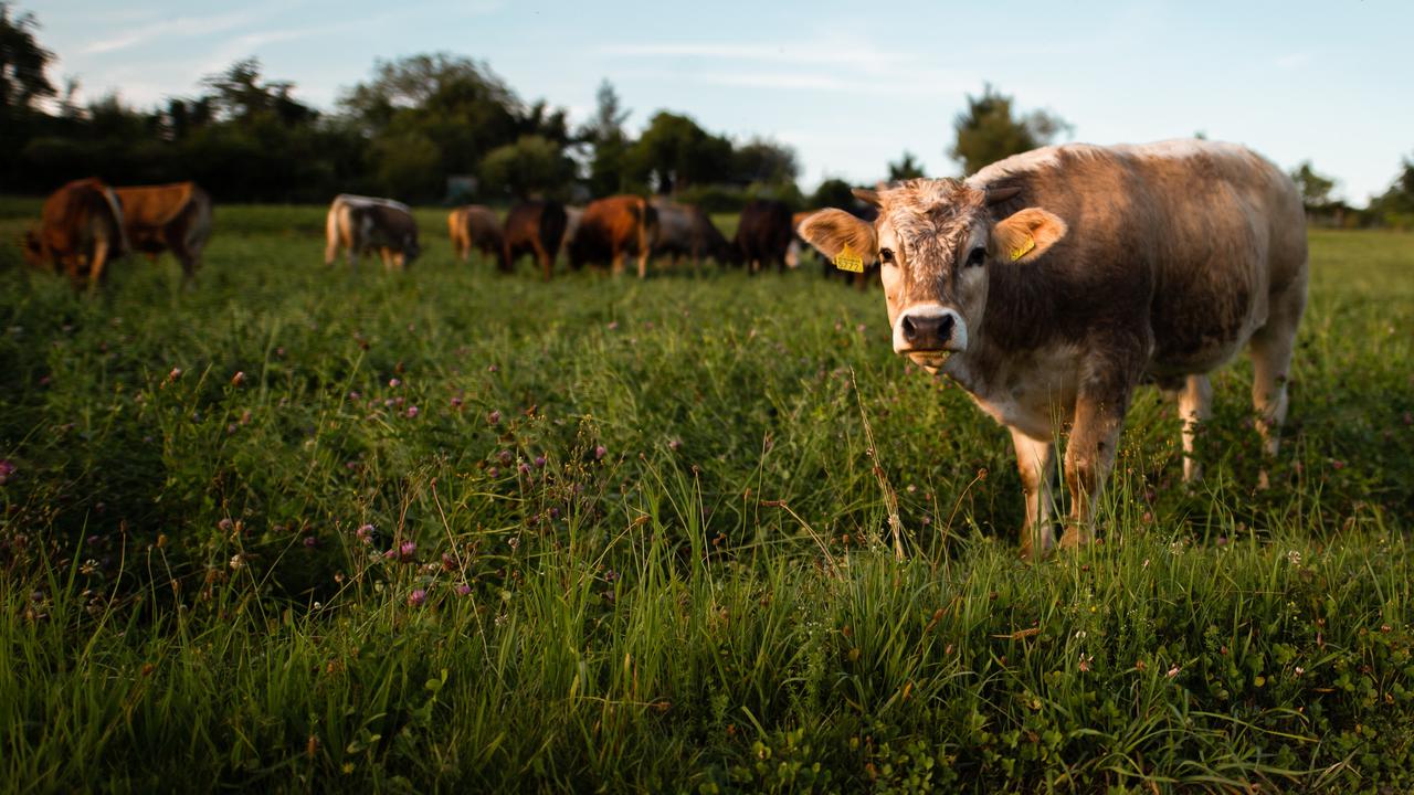 Kisah seorang pembisnis sapi lulusan SD yang memiliki omzet miliaran rupiah