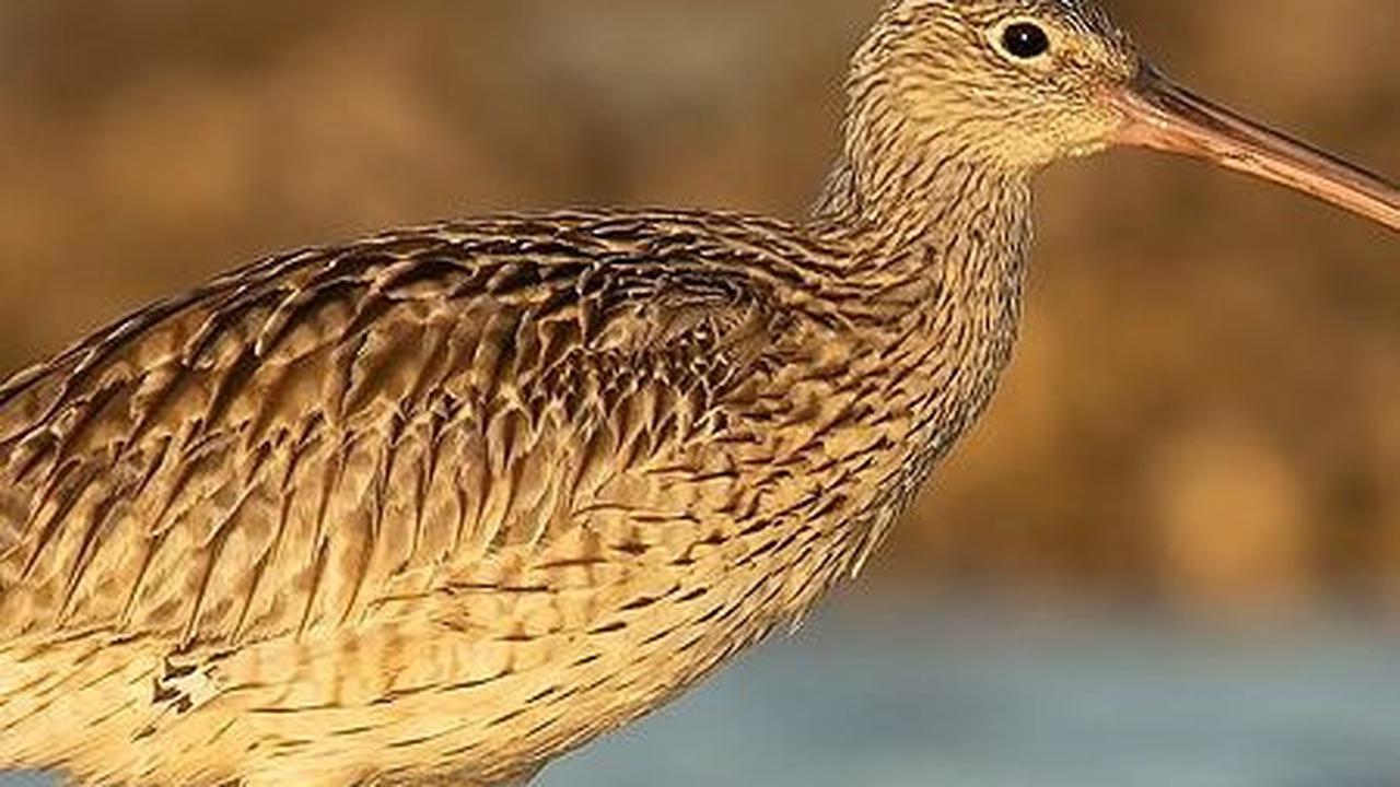 7.&nbsp;Curlew Eurasia