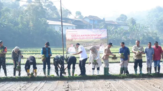 Petani Sukabumi 'Curi Start' Tanam Padi, Ini Alasannya