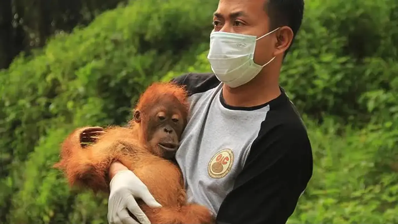 Upaya penyelamatan orang utan dari ancaman deforestasi di Sumatera