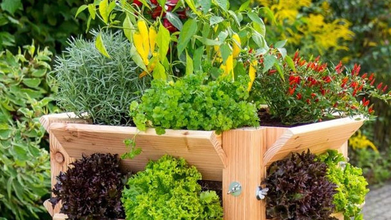 Atasi Kolesterol Tinggi dari Bahan di Kebun Kita, Deretan Tanaman Obat Keluarga yang Ampuh Turunkan Kolesterol