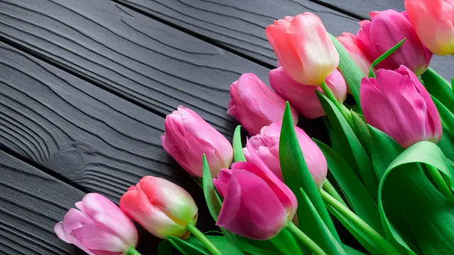 Tulip