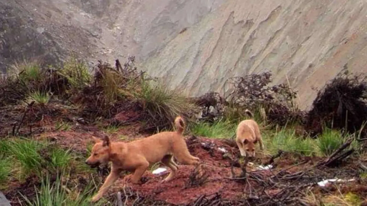 Anjing Liar Paling Langka di Dunia Ditemukan di Pegunungan Papua
