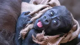 Ekspersi Kio bayi gorila saat berada di pelukan ibunya Kumili di kebun binatang di Leipzig, Jerman (7/2). Kio tinggal bersama Diara dan Kianga adik dari ibunya Kumili. (AP Photo / Jens Meyer)