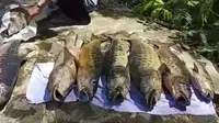 923 Ikan Dewa Kuningan Mati Mendadak, Pakar Soroti Kualitas Air