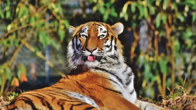 Harimau Ragunan Positif Covid-19, Kenali 9 Gejalanya pada Hewan