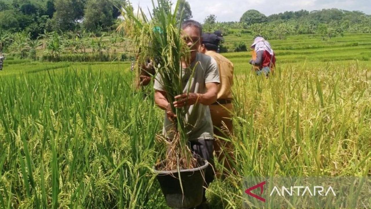 Perda LP2B Bekasi Jadi 'Kado Istimewa' Hari Tani Nasional 2025: Melindungi Lahan Pertanian dan Kesejahteraan Petani