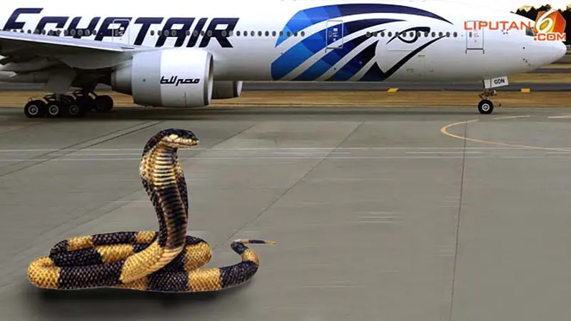ular-pesawat-121205b.jpg