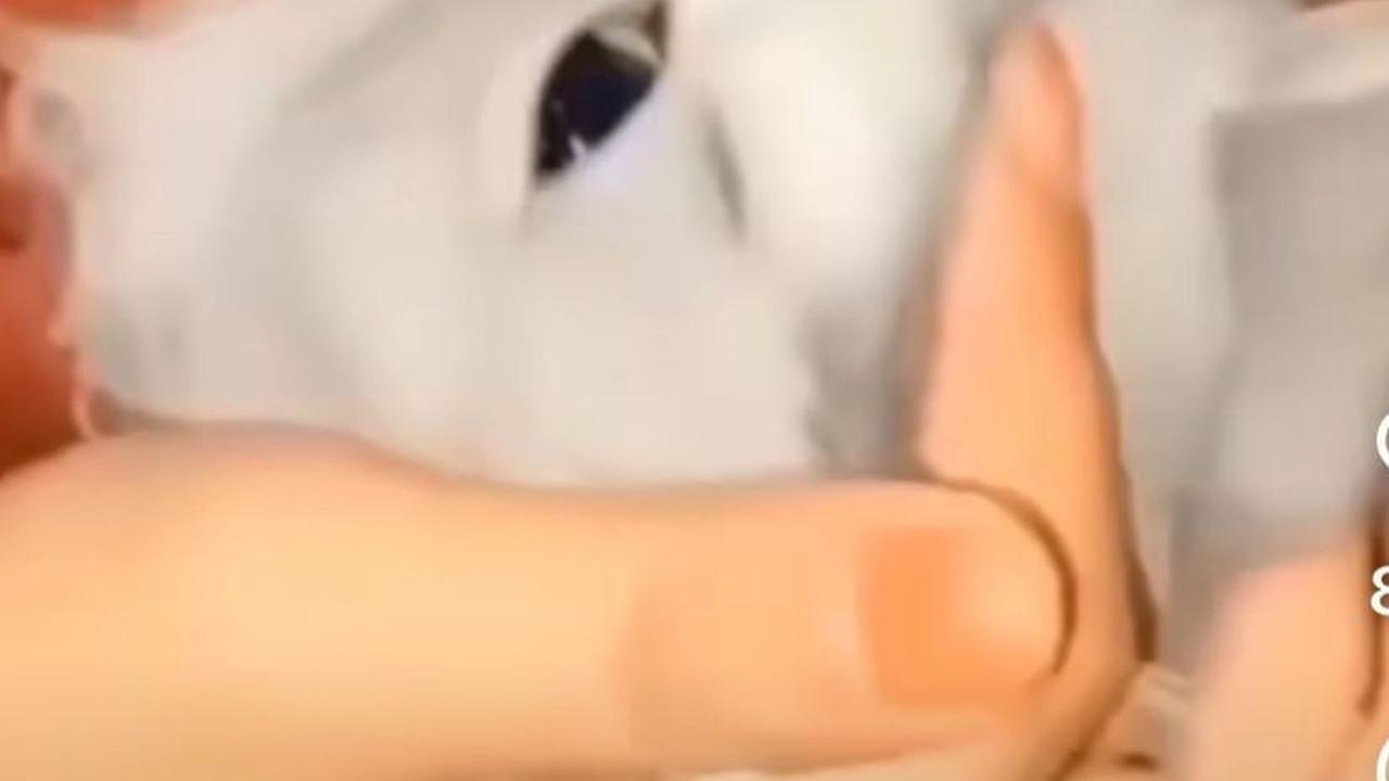 Unggah Video Cekoki Kucing dengan Soju, Tiga Perempuan di Padang Akhirnya Minta Maaf