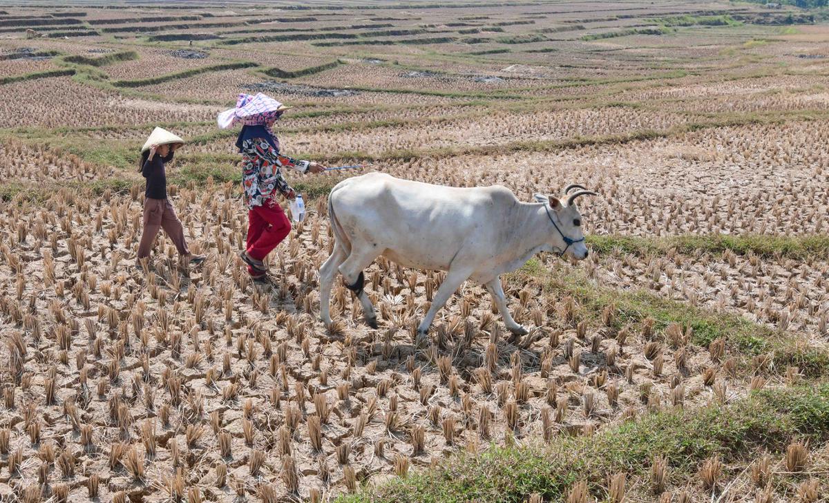 Kekeringan Ekstrem Sebabkan Sawah di Jonggol Mengering