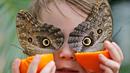 Seorang anak bernama George berpose dengan kupu-kupu yang menyerupai topeng di Museum Sejarah Alam di London, Inggris (30/3). (AP Photo / Frank Augstein)