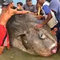 Seorang nelayan dari kampung Lere Kecamatan Palu Barat, Sulawesi Tengah berhasil menangkap Ikan Raksasa Jenis Mola - Mola