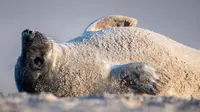 Anjing laut abu-abu bersantai di pantai Pulau Helgoland, Jerman, 4 Januari 2020. Memasuki bulan November hingga Januari, ratusan anjing laut abu-abu menggunakan Pulau Helgoland untuk melahirkan anak-anak mereka. (John MACDOUGALL/AFP)