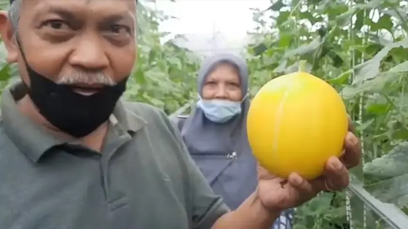 Salah satu pengunjung pertanian melon gold sistem greenhouse kota Tasikmalaya, Jawa Barat tengah menunjukan salah satu buah melon segar hasil petikannya sendiri.