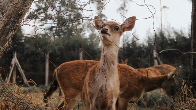 Ranca Upas (Photo by Zalfa Imani on Unsplash)