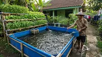 9 Cara Ternak Lele di Kolam Terpal Sambil Menanam Sayuran, Hemat Tempat dan Praktis