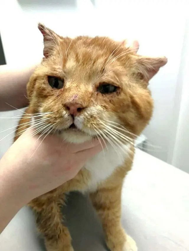 Viral, Kisah Pilu Kucing Liar Meminta Tolong ke Manusia karena Kesakitan