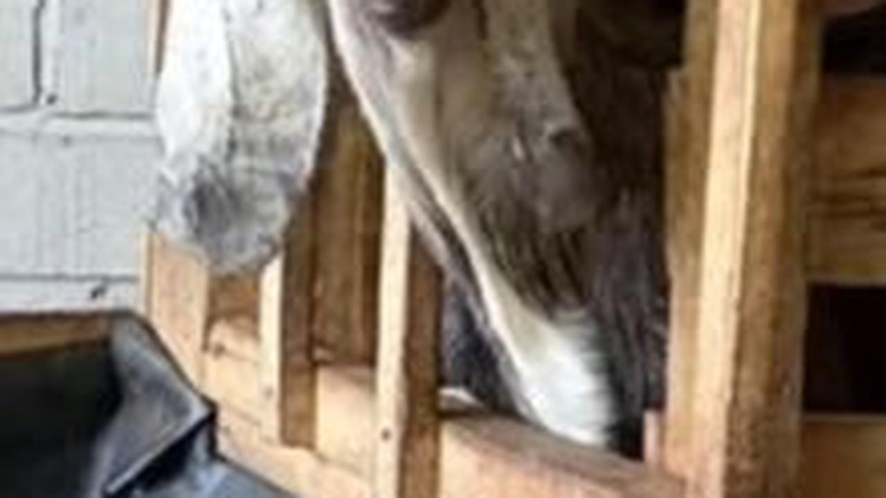 Sukses Beternak Kambing<br>