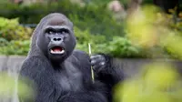 Ilustrasi gorila. (iStockphoto)