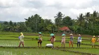 Pemandangan khas pedesaan, petani dan sawah, di Banyumas, Jawa Tengah. (Foto: Liputan6.com/Muhamad Ridlo)