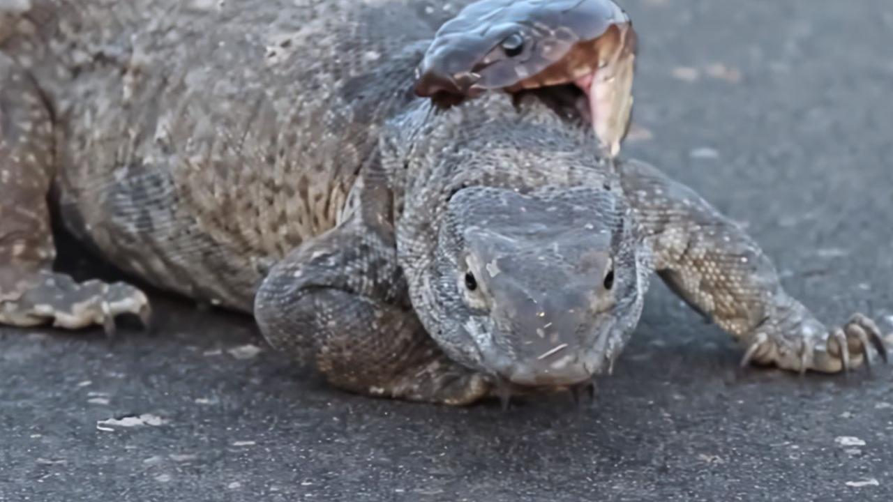 Viral Pertarungan King Kobra Lawan Biawak di Jalan Raya Ini Endingnya Justru Mengejutkan