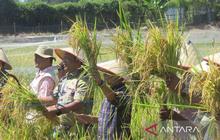 Pemerintah Aceh Gencarkan Pengembangan Teknologi Mina Padi untuk Ketahanan Pangan