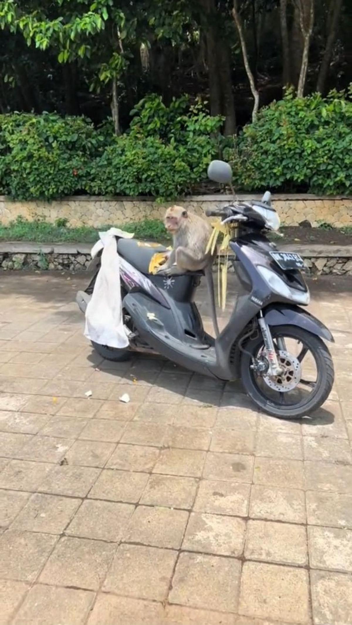 Saat dilihat lebih dekat, ada yang aneh dengan jok motor ini. Busa jok motor berwarna cokelat yang seharusnya tak tampak ini justru terlihat jelas.