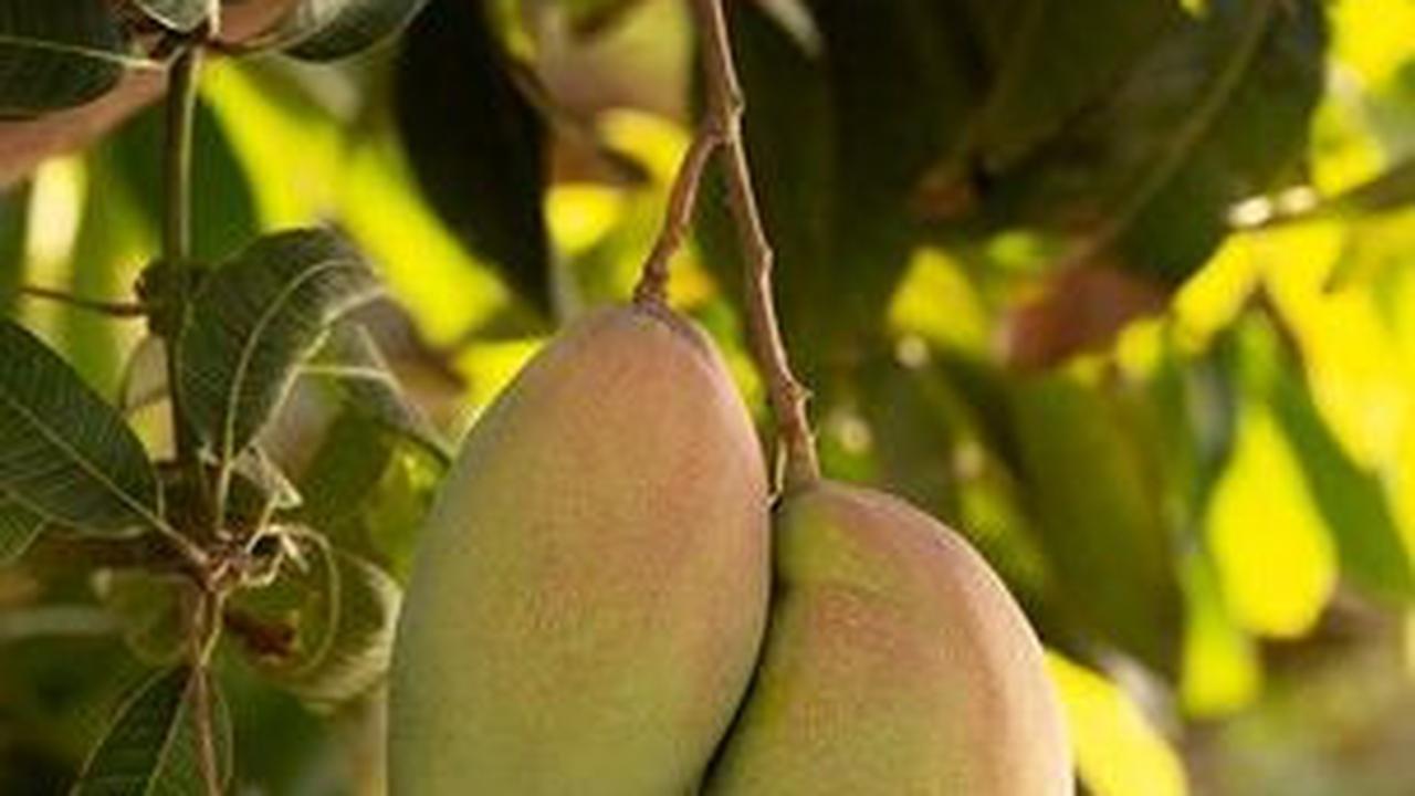 8. Mangga: Nikmat dan Nutrisi