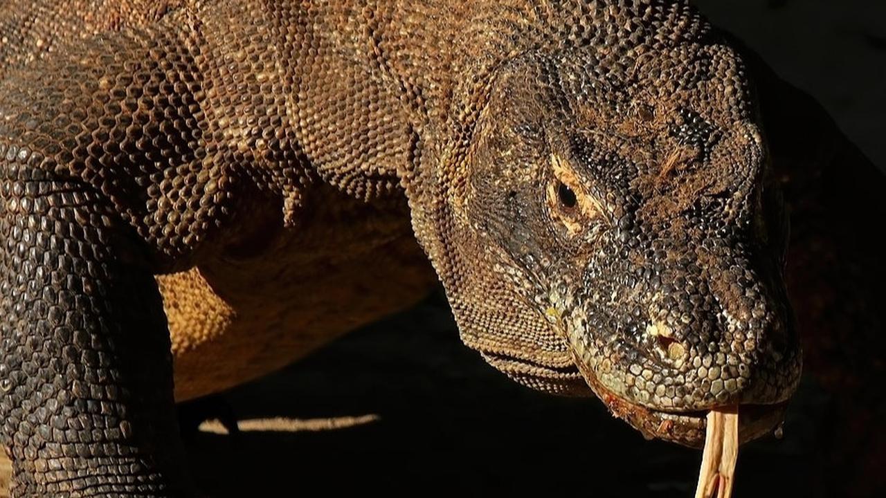 Komodo