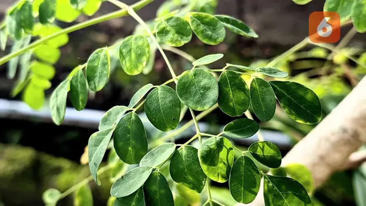 Simak Cara Merebus Daun Kelor untuk Dapat Manfaatnya Secara Optimal