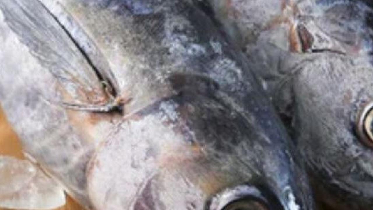 5. Ikan Tongkol