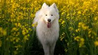 10 Most Beautiful Dog Breeds in the World You Will Fall in Love With