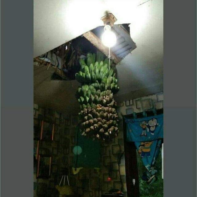 6 Potret Panen Pisang Ini Jadi Sorotan, Rezeki Melimpah