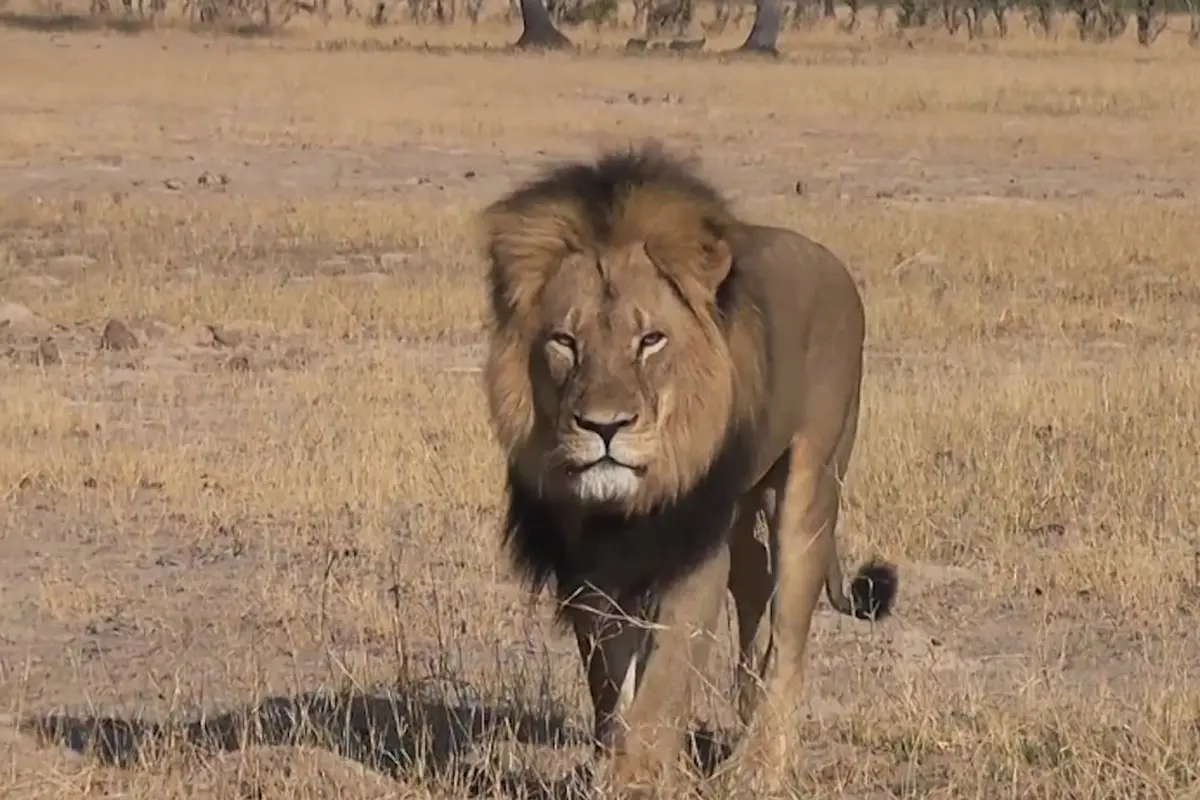 Mengenang Singa Terkenal 'Cecil' yang Dibunuh Pemburu